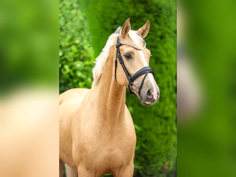 Rheinländer Wallach 5 Jahre 169 cm Palomino in Tespe