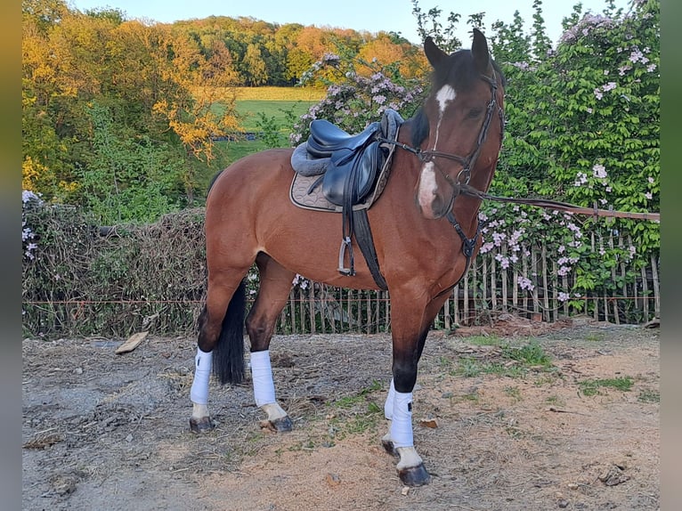 Rheinländer Wallach 5 Jahre 170 cm Brauner in Lindlar