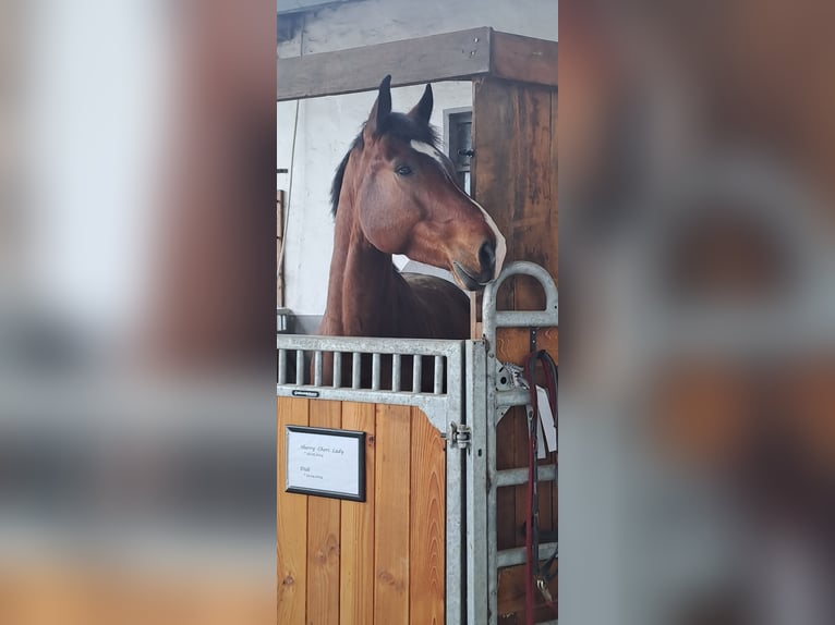 Rheinländer Wallach 5 Jahre 170 cm Brauner in Lindlar