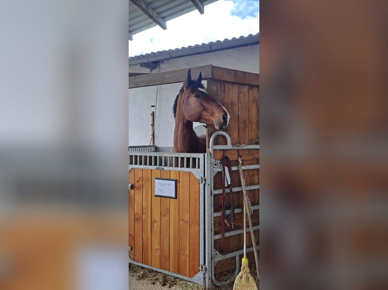 Rheinländer Wallach 5 Jahre 170 cm Brauner in Lindlar
