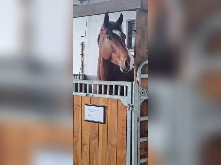Rheinländer Wallach 5 Jahre 170 cm Brauner in Lindlar