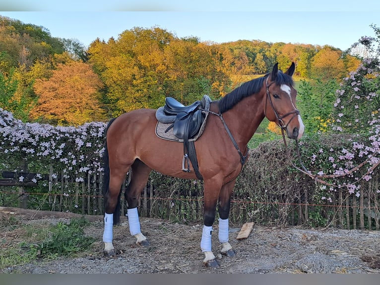 Rheinländer Wallach 5 Jahre 170 cm Brauner in Lindlar