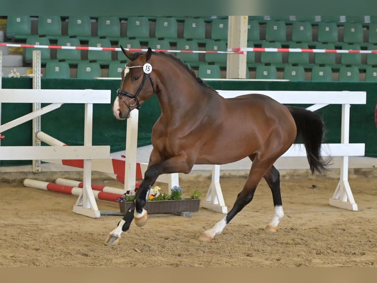 Rheinländer Wallach 5 Jahre 170 cm Brauner in Lindlar