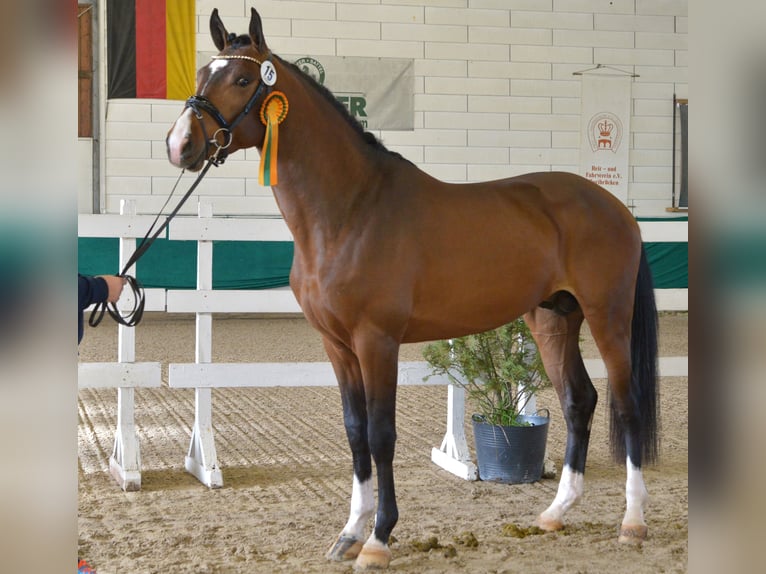 Rheinländer Wallach 5 Jahre 170 cm Brauner in Lindlar