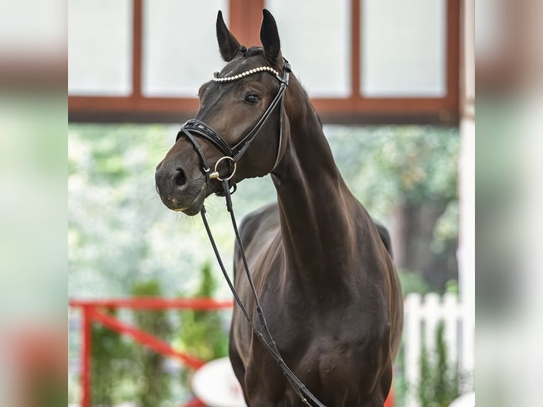 Rheinländer Wallach 5 Jahre 177 cm Brauner in Mnster-Handorf