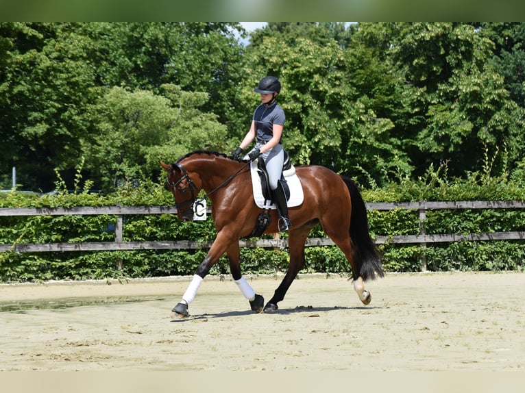 Rheinländer Wallach 5 Jahre 178 cm Brauner in Melle