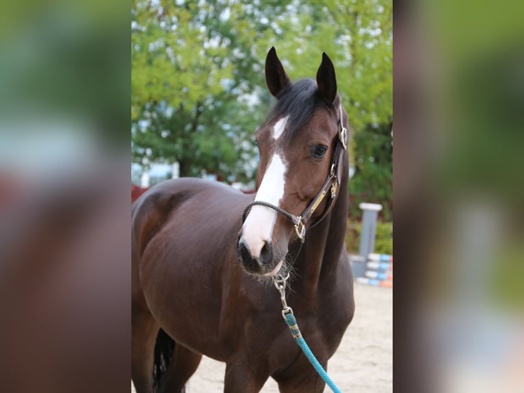 Rheinländer Wallach 6 Jahre 164 cm Brauner in Monheim am Rhein