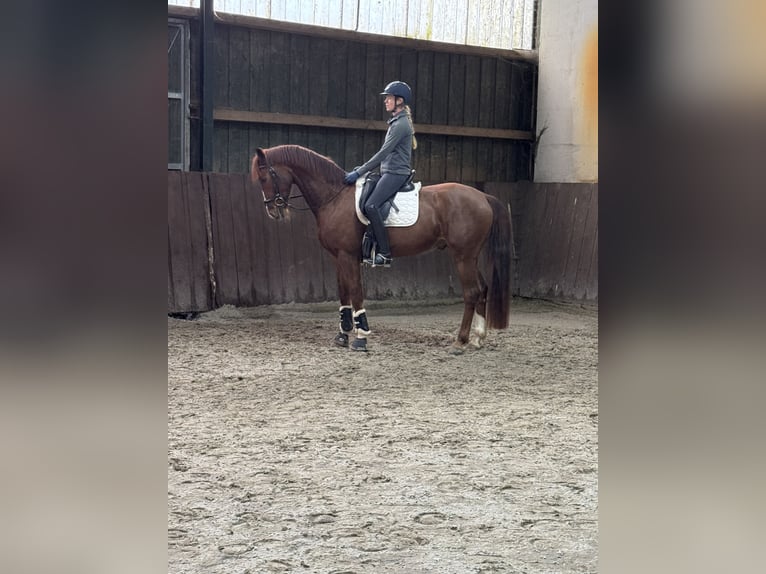 Rheinländer Wallach 6 Jahre 168 cm Fuchs in Westerkappeln