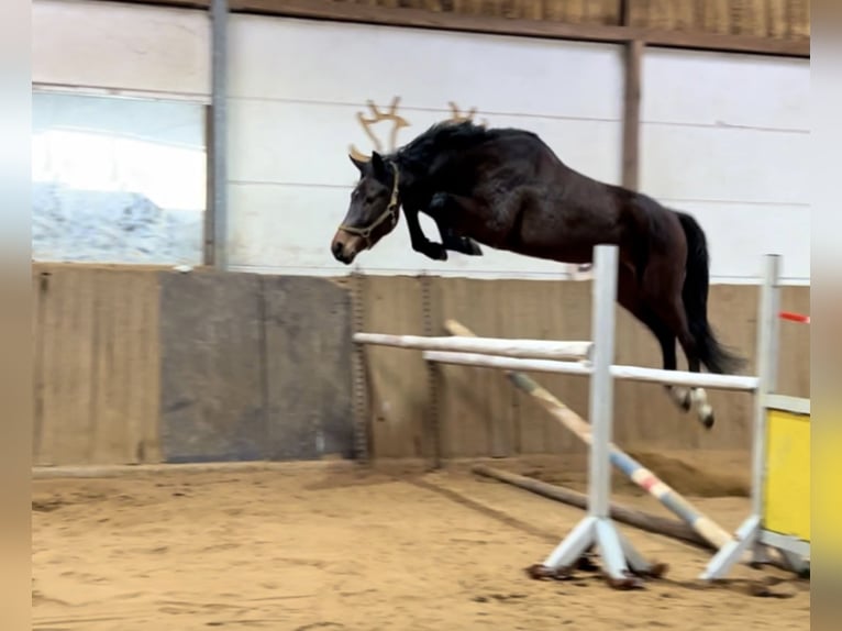 Rheinländer Wallach 6 Jahre 170 cm Dunkelbrauner in Nienburg (Weser)