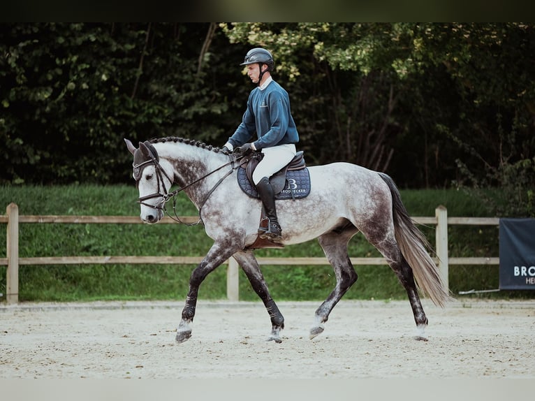 Rheinländer Wallach 6 Jahre 172 cm Schimmel in Riedstadt