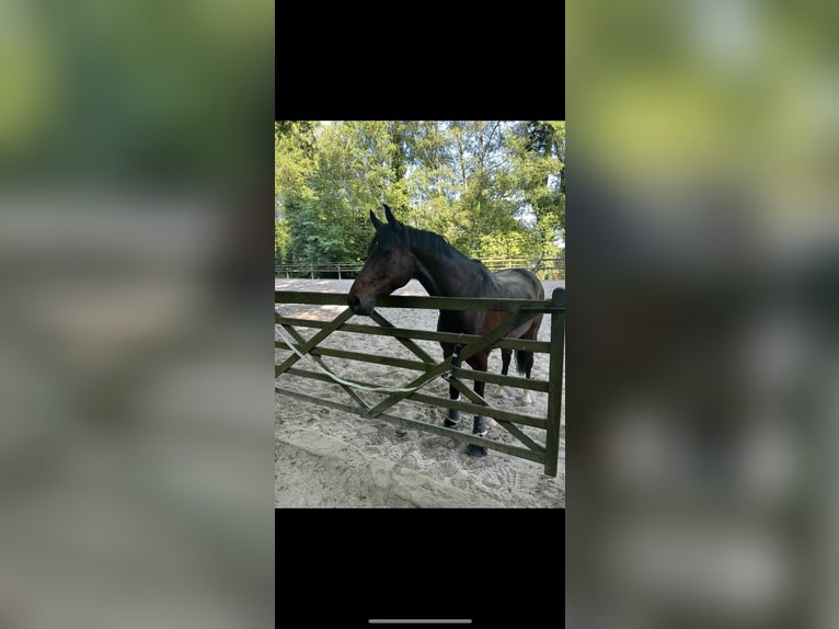 Rheinländer Wallach 7 Jahre 164 cm Dunkelbrauner in Meerbusch