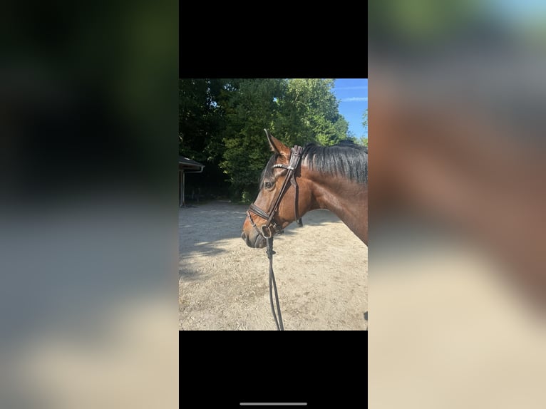 Rheinländer Wallach 7 Jahre 164 cm Dunkelbrauner in Meerbusch