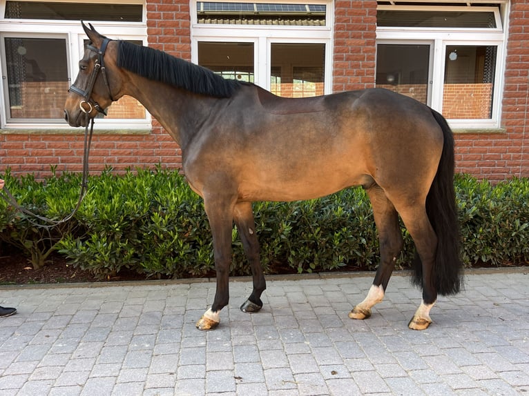 Rheinländer Wallach 7 Jahre 164 cm Dunkelbrauner in Havixbeck