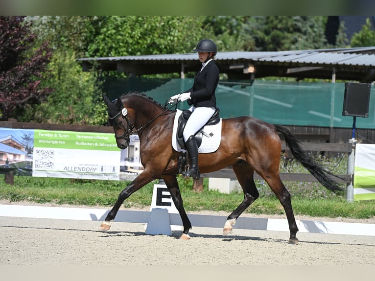 Rheinländer Wallach 7 Jahre 168 cm Brauner in Stadtilm