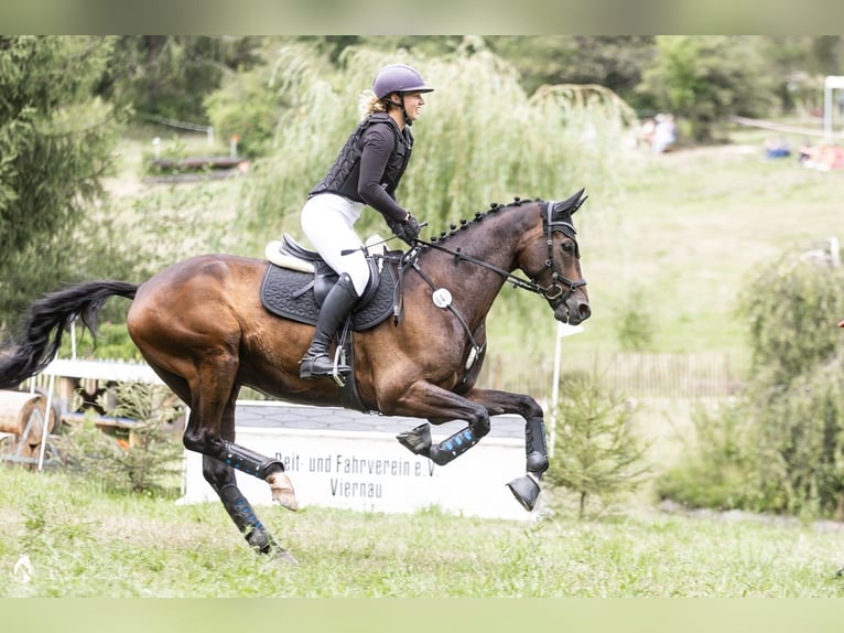 Rheinländer Wallach 7 Jahre 168 cm Brauner in Stadtilm