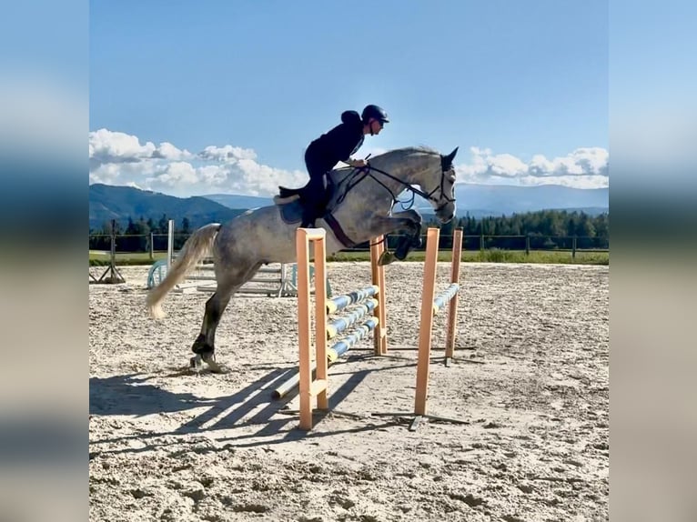 Rheinländer Wallach 7 Jahre 172 cm Schimmel in Acworth