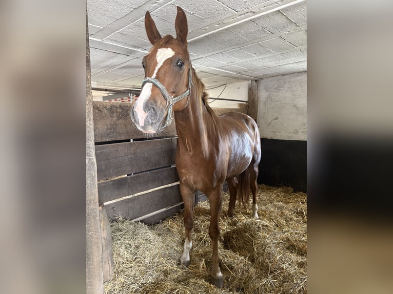 Rheinländer Wallach 7 Jahre 180 cm  in Hennef