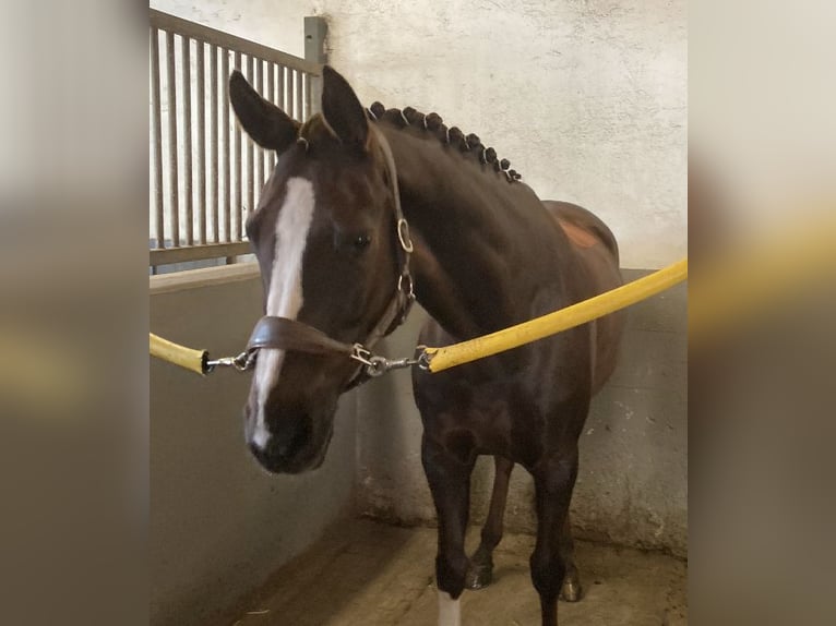 Rheinländer Wallach 8 Jahre 169 cm Dunkelfuchs in Haftenkamp