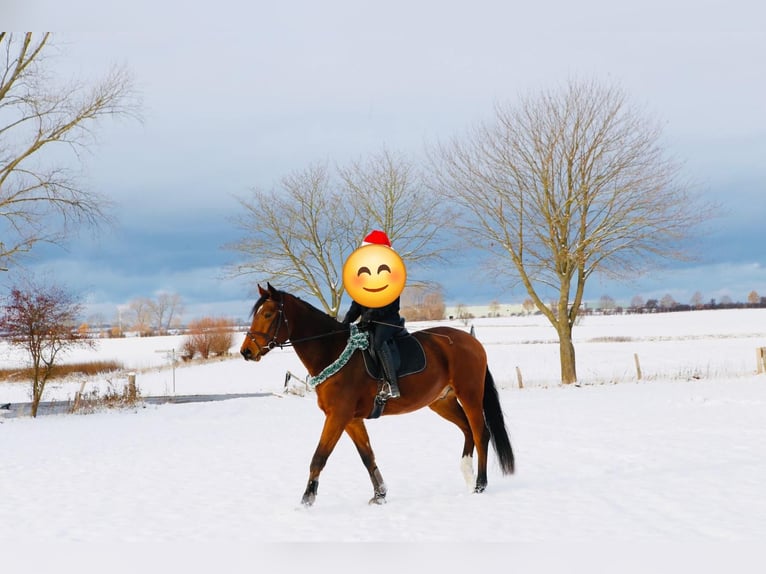 Rheinländer Wallach 8 Jahre 172 cm Brauner in Oldenburg in Holstein