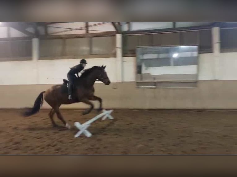 Rheinländer Wallach 8 Jahre 172 cm Brauner in Oldenburg in Holstein