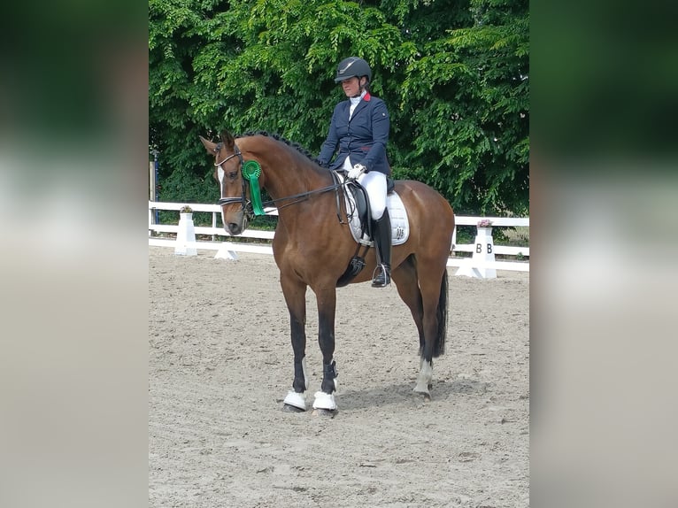 Rheinländer Wallach 8 Jahre 172 cm Dunkelbrauner in Barenburg