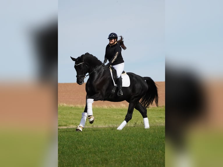 Rheinländer Wallach 8 Jahre 176 cm Rappe in Nettersheim