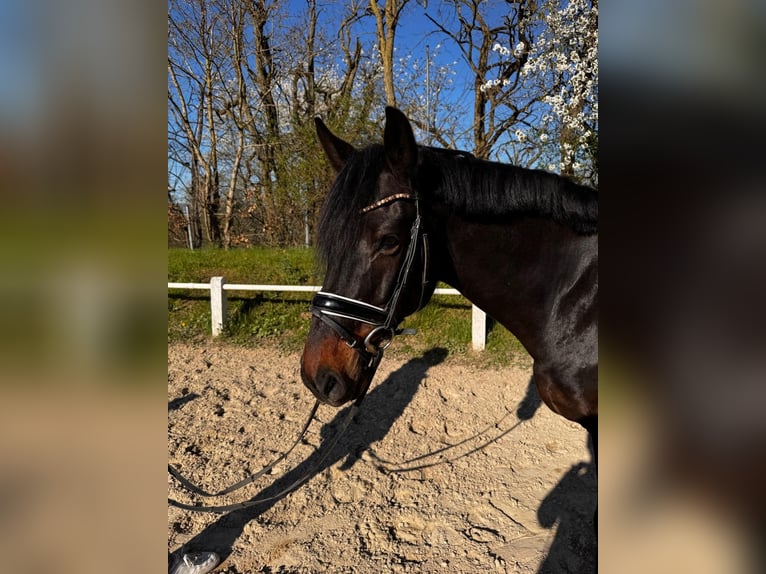 Rheinländer Wallach 9 Jahre 165 cm Dunkelbrauner in Goldbach