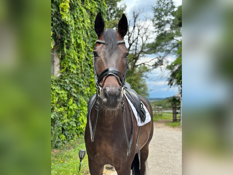 Rheinländer Wallach 9 Jahre 168 cm Schwarzbrauner in Pfullingen