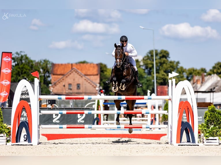 Rheinländer Wallach 9 Jahre 172 cm Dunkelbrauner in Obórznia