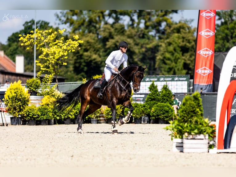 Rheinländer Wallach 9 Jahre 172 cm Dunkelbrauner in Obórznia