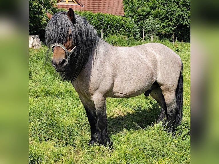 Rhenisch-German Heavy Draft Mix Gelding 10 years 14.3 hh  in Beverstedt