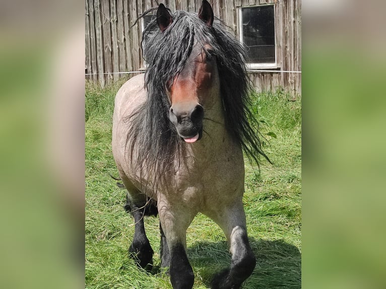 Rhenisch-German Heavy Draft Mix Gelding 10 years 14.3 hh  in Beverstedt