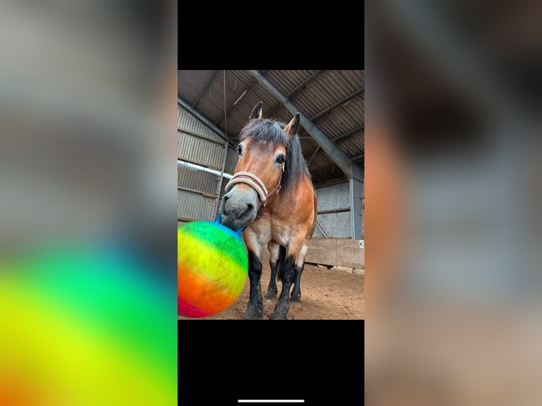 Rhenisch-German Heavy Draft Gelding 10 years 16 hh Brown in Wewelsfleth