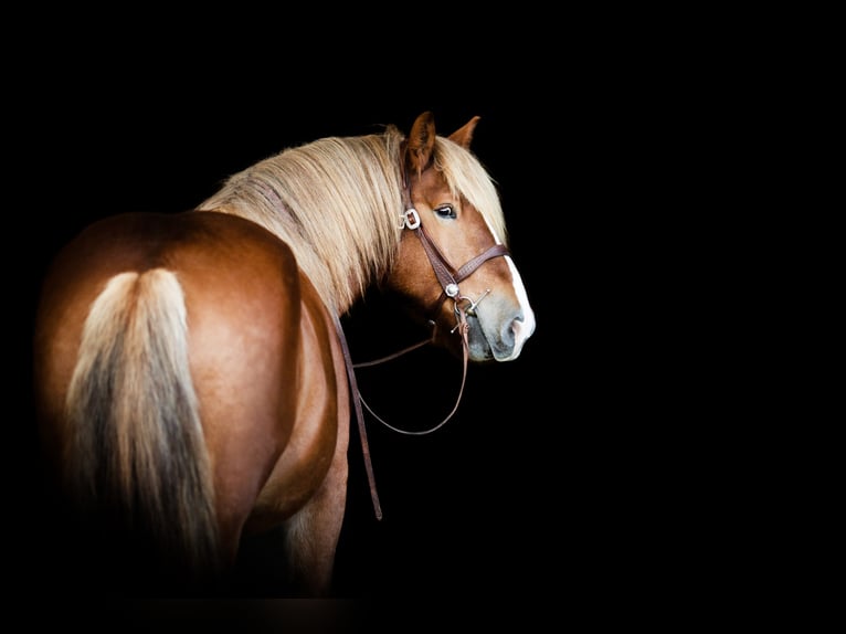 Rhenisch-German Heavy Draft Mix Gelding 10 years 16,1 hh Chestnut-Red in Hofgeismar