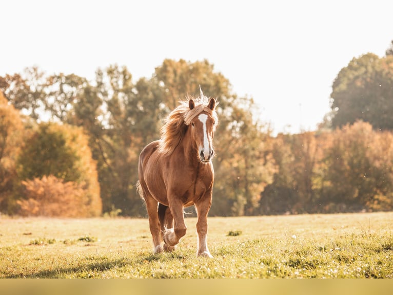 Rhenisch-German Heavy Draft Mix Gelding 10 years 16,1 hh Chestnut-Red in Hofgeismar