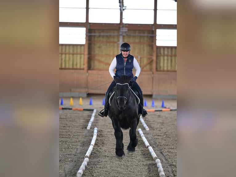 Rhenisch-German Heavy Draft Gelding 12 years 15,1 hh Black in Schönwalde