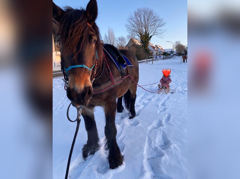 Rhenisch-German Heavy Draft Gelding 12 years 17,1 hh Bay-Dark in Büren