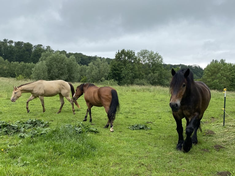 Rhenisch-German Heavy Draft Gelding 12 years 17,1 hh Bay-Dark in Büren