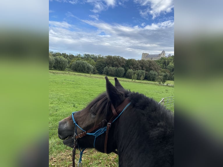 Rhenisch-German Heavy Draft Gelding 12 years 17,1 hh Bay-Dark in Büren