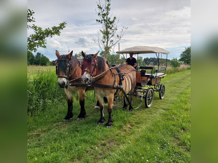 Rhenisch-German Heavy Draft Gelding 12 years 17 hh Brown in Osten