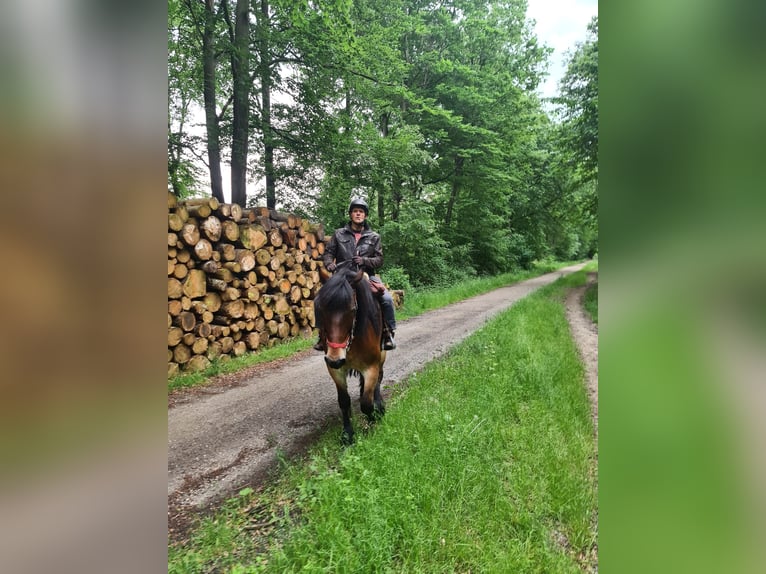Rhenisch-German Heavy Draft Gelding 12 years 17 hh Brown in Duisburg