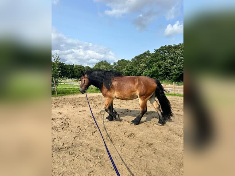 Rhenisch-German Heavy Draft Gelding 12 years 17 hh Brown in Duisburg