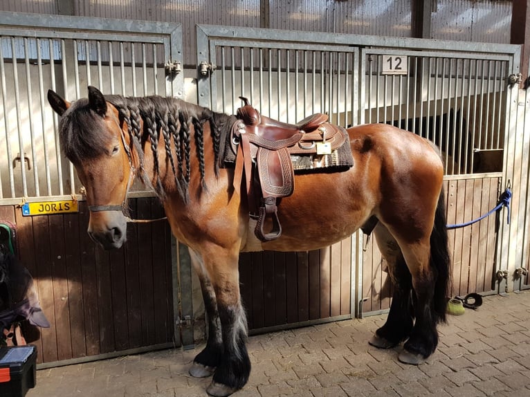 Rhenisch-German Heavy Draft Gelding 12 years 17 hh Brown in Duisburg