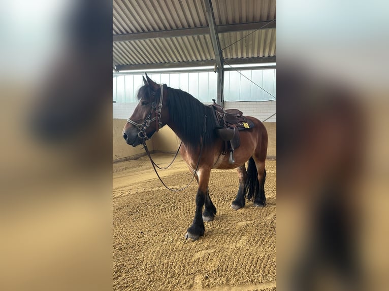 Rhenisch-German Heavy Draft Gelding 12 years 17 hh Brown in Duisburg