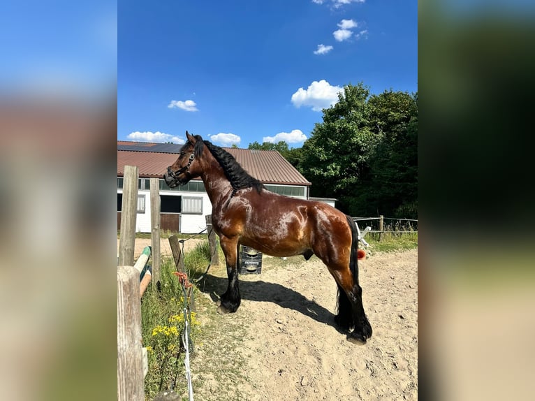 Rhenisch-German Heavy Draft Gelding 12 years 17 hh Brown in Duisburg