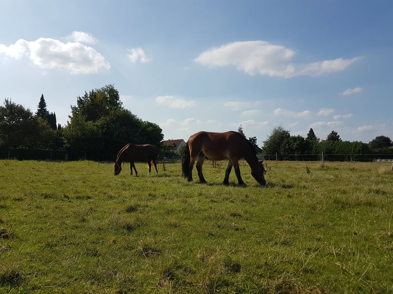 Rhenisch-German Heavy Draft Gelding 12 years 17 hh Brown in Duisburg