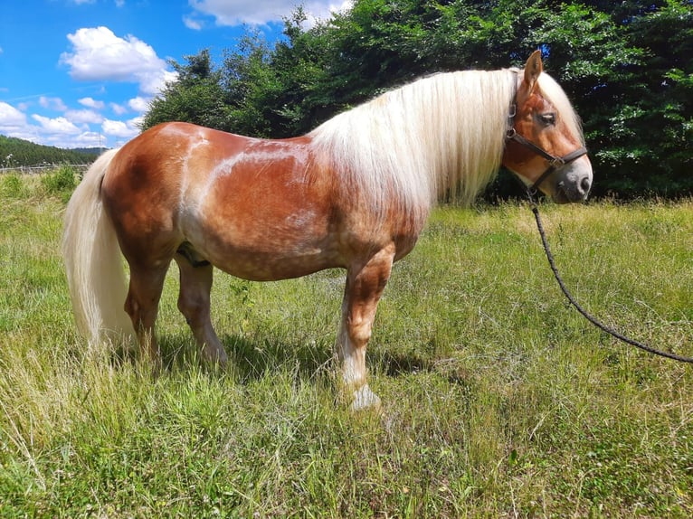 Rhenisch-German Heavy Draft Gelding 13 years 16 hh Chestnut-Red in Trossingen