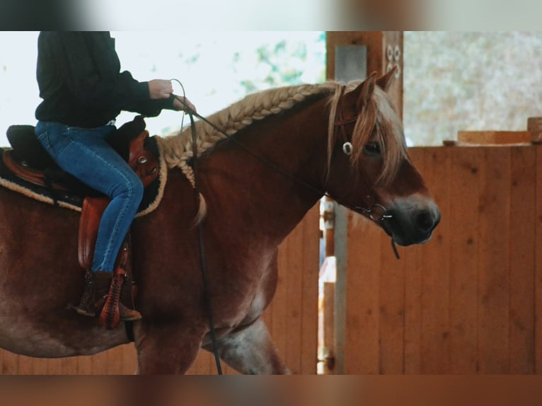 Rhenisch-German Heavy Draft Gelding 13 years 16 hh Chestnut-Red in Trossingen