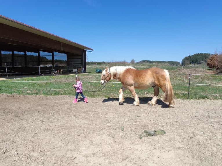 Rhenisch-German Heavy Draft Gelding 13 years 16 hh Chestnut-Red in Trossingen