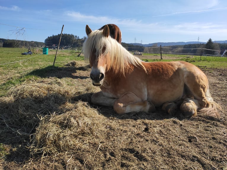 Rhenisch-German Heavy Draft Gelding 13 years 16 hh Chestnut-Red in Trossingen
